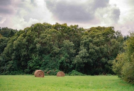 Miško Takas 69. Kirkšnovė – Kaulakiai.