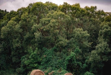 Miško Takas 69. Kirkšnovė – Kaulakiai.