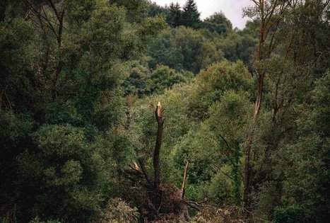 Paliepiukų daugiakamienė liepa