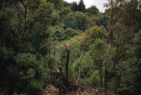 Miško Takas 69. Kirkšnovė – Kaulakiai.