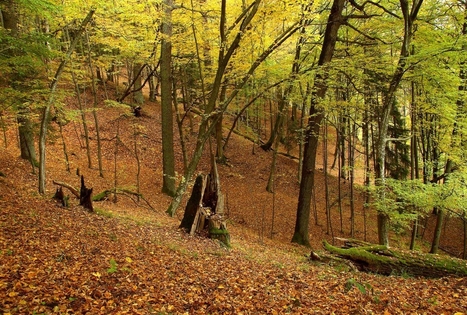 Panemuninkų skardis