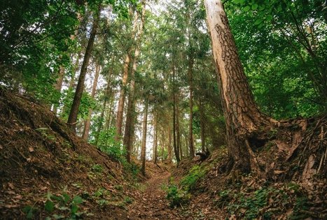 Miško Takas 66. Kulautuva – Vilkija.