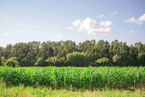 Pašventupio II piliakalnis