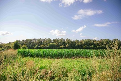 Pašventupio II piliakalnis
