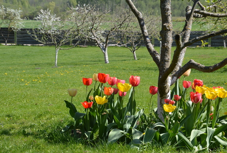 Sodyba „Ąžuolų dvarelis“