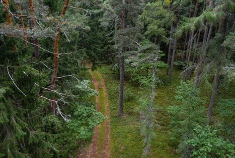 Dendrologinis pažintinis takas