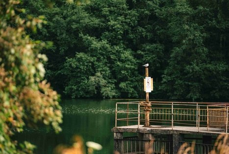 Purviškių tvenkinys