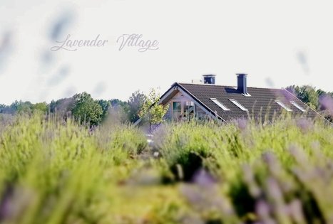 Lavender Village
