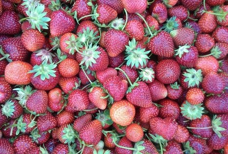 Ūkininkė Audronė Ispiryan