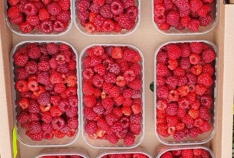 Ūkininkė Audronė Ispiryan