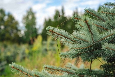 Miško Takas 63. Vaišvydava – Kaunas.