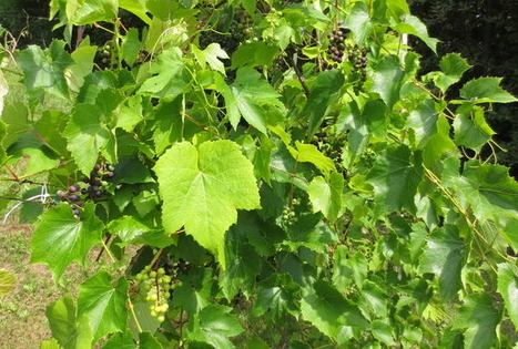 Varnavos vyno kalnas „Rudzīši“