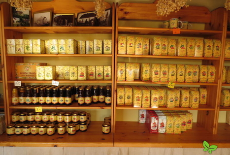 Ūkis „Rūķīšu tējas“ / „Nykštukų arbatos“