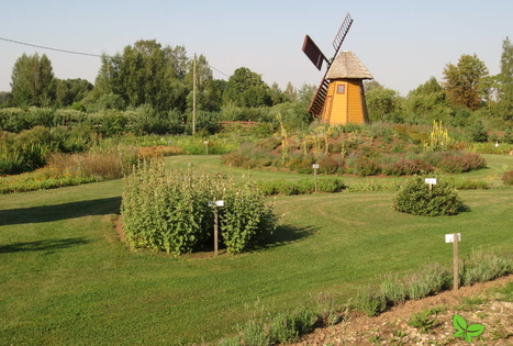 Ūkis „Rūķīšu tējas“ / „Nykštukų arbatos“