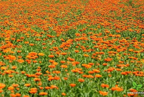 Ūkis „Rūķīšu tējas“ / „Nykštukų arbatos“