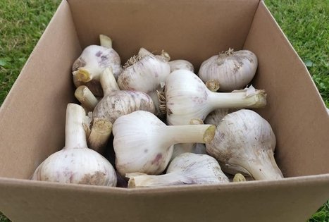 Tomo Skaizgirio ūkis