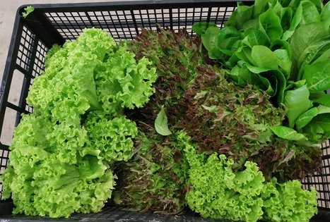 Tomo Skaizgirio ūkis