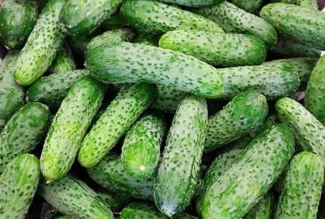 Tomo Skaizgirio ūkis