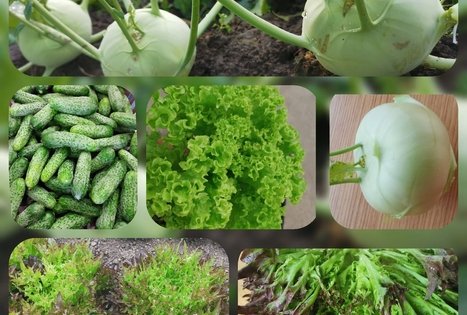 Tomo Skaizgirio ūkis