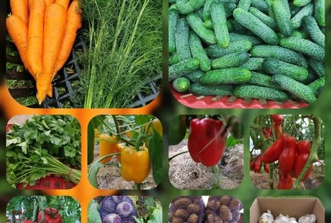 Tomo Skaizgirio ūkis