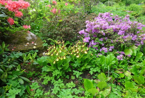 Dendrologinis sodas „Sauleskalni“ / „Saulės kalnai“