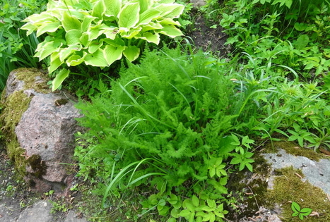 Dendrologinis sodas „Sauleskalni“ / „Saulės kalnai“