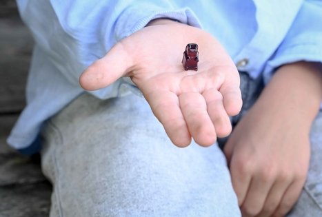 Šeivamedžio skanumynų dirbtuvės