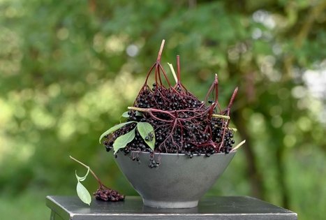 Šeivamedžio skanumynų dirbtuvės