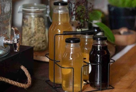 Atraskite šeivamedžio paslaptis Panekelpiuose