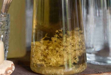 Atraskite šeivamedžio paslaptis Panekelpiuose