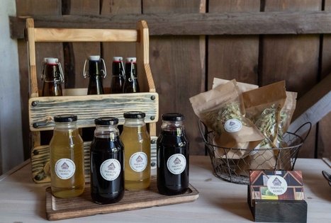 Atraskite šeivamedžio paslaptis Panekelpiuose