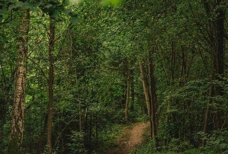 Miško Takas 59. Panemunis – Birštonas.