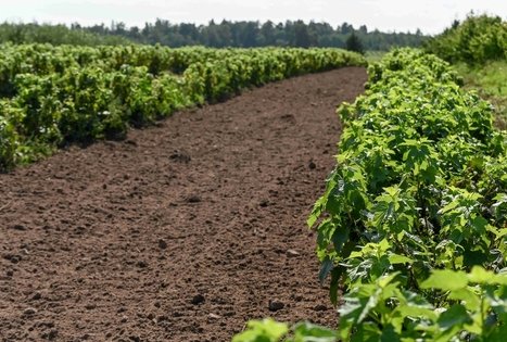 Uogų ir vaisių kelias