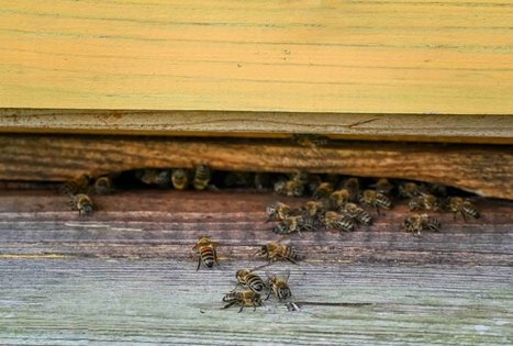 Uogų ir vaisių kelias