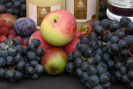 Uogų ir vaisių kelias