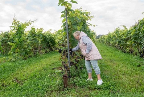 Uogų ir vaisių paslaptys Šlėvės ūkyje