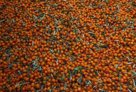 Uogų ir vaisių paslaptys Šlėvės ūkyje