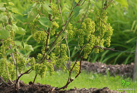 P. Sukatnieko sodas „Apsītes“ / „Drebulėlės“