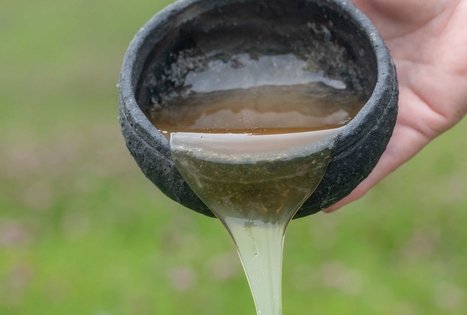 Šušvės istorijos: bičių, medaus ir midaus tradicijos