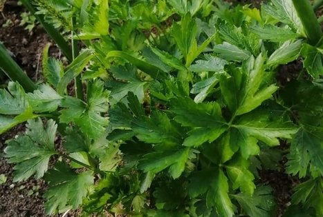 Ekologinis-biodinaminis ūkis „Miško sodai“