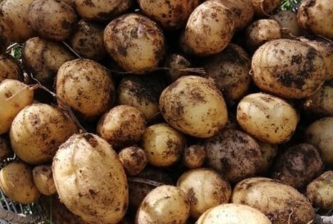 Ekologinis-biodinaminis ūkis „Miško sodai“