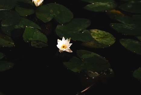 Miško Takas 68. Padubysys – Ariogala – Kirkšnovė.