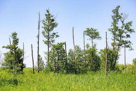 Tulkiaragės pažintinis takas