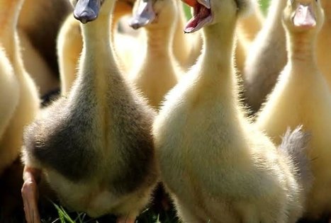 Birutės ir Virginijaus Dapkų ūkis