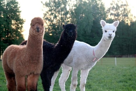 Birutės ir Virginijaus Dapkų ūkis