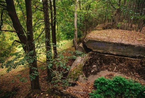 Miško Takas 62. Pakuonis – Vaišvydava.