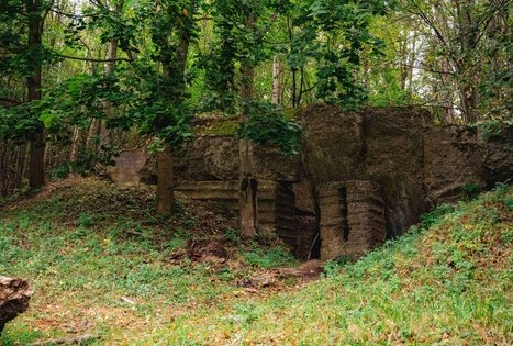 Miško Takas 62. Pakuonis – Vaišvydava.