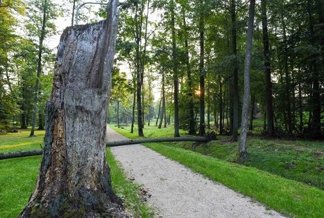 Veisiejų dvaro parkas
