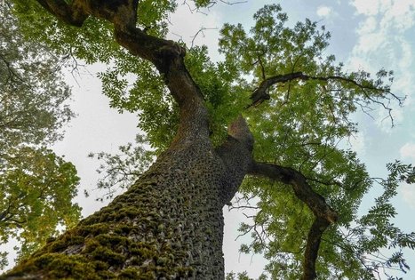 Veisiejų dvaro parkas