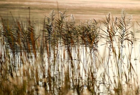 Veisiejų dvaro parkas